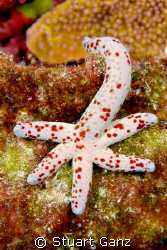 Spotted Linckia, common star in Hawaiian waters.Taken in ... by Stuart Ganz 